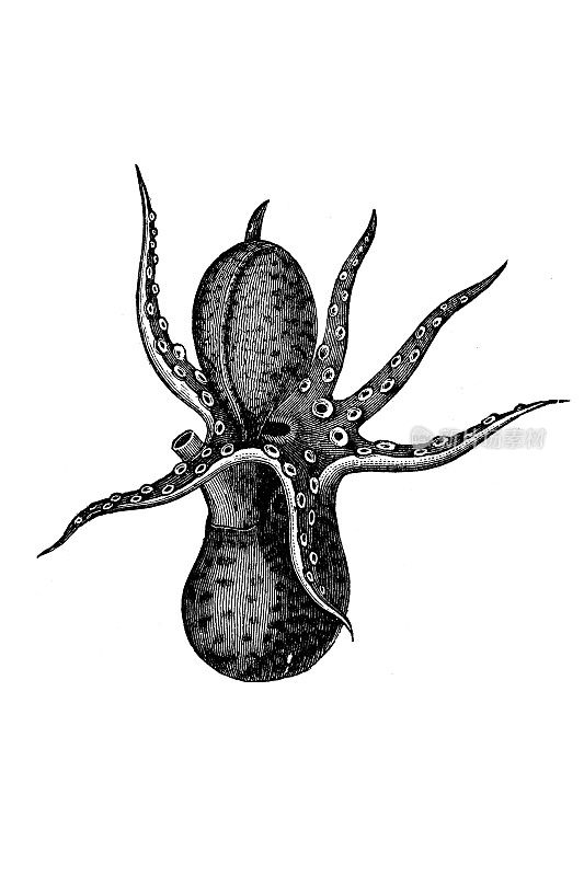 章鱼（Argonauta argo）